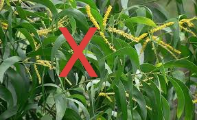 ইউক্যালিপটাস এবং আকাশমনি গাছের চারা রোপণ, উত্তোলন ও বিক্রয় নিষিদ্ধ ঘোষণা করেছে সরকার। 