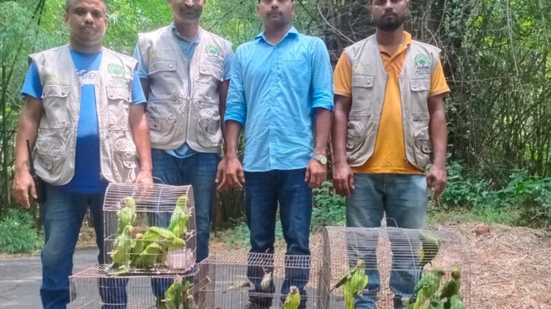 মিরপুর পাখির হাটে অভিযান: ৬১টি পাখি ও ২টি কচ্ছপ উদ্ধার