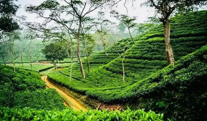 সিলেট অঞ্চলে ঝোড়ো হাওয়া ও বজ্রবৃষ্টির সতর্কতা