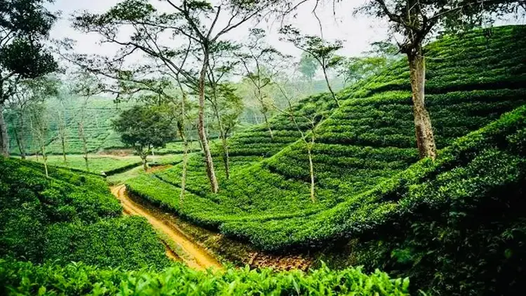 সিলেট অঞ্চলে ঝোড়ো হাওয়া ও বজ্রবৃষ্টির সতর্কতা